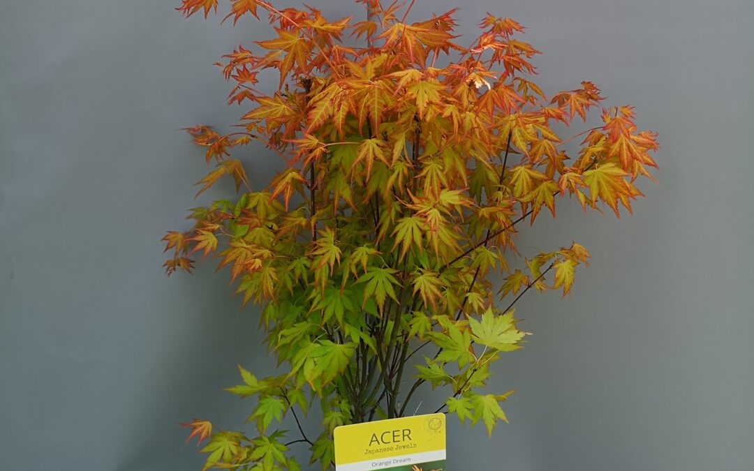 Acer pal. Orange Dream