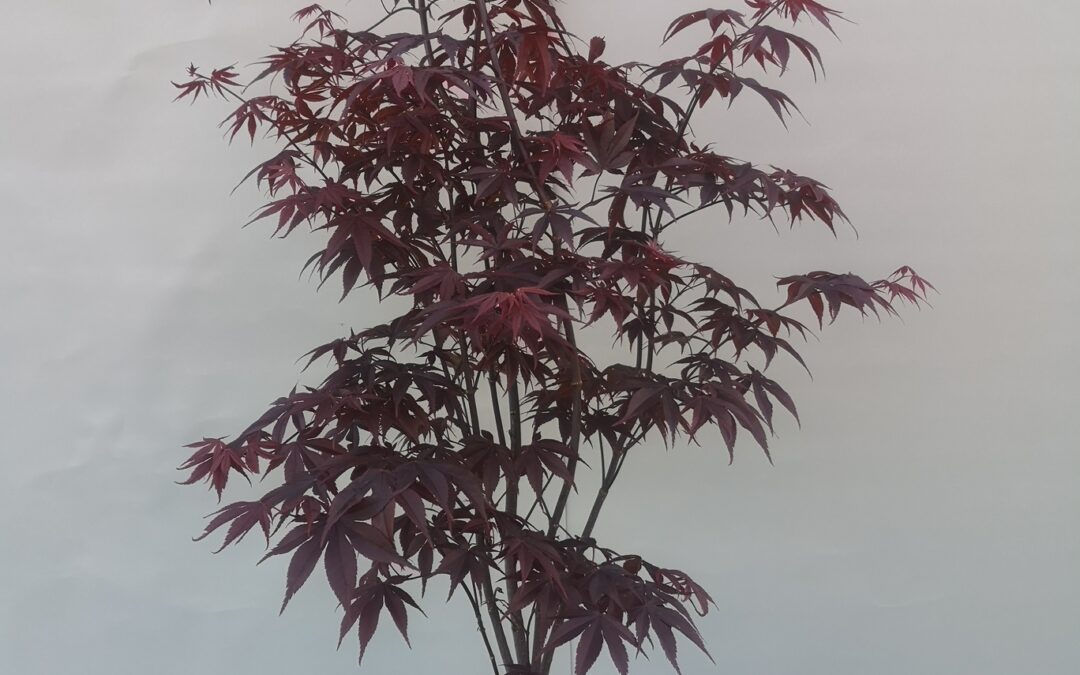 Acer pal. Bloodgood