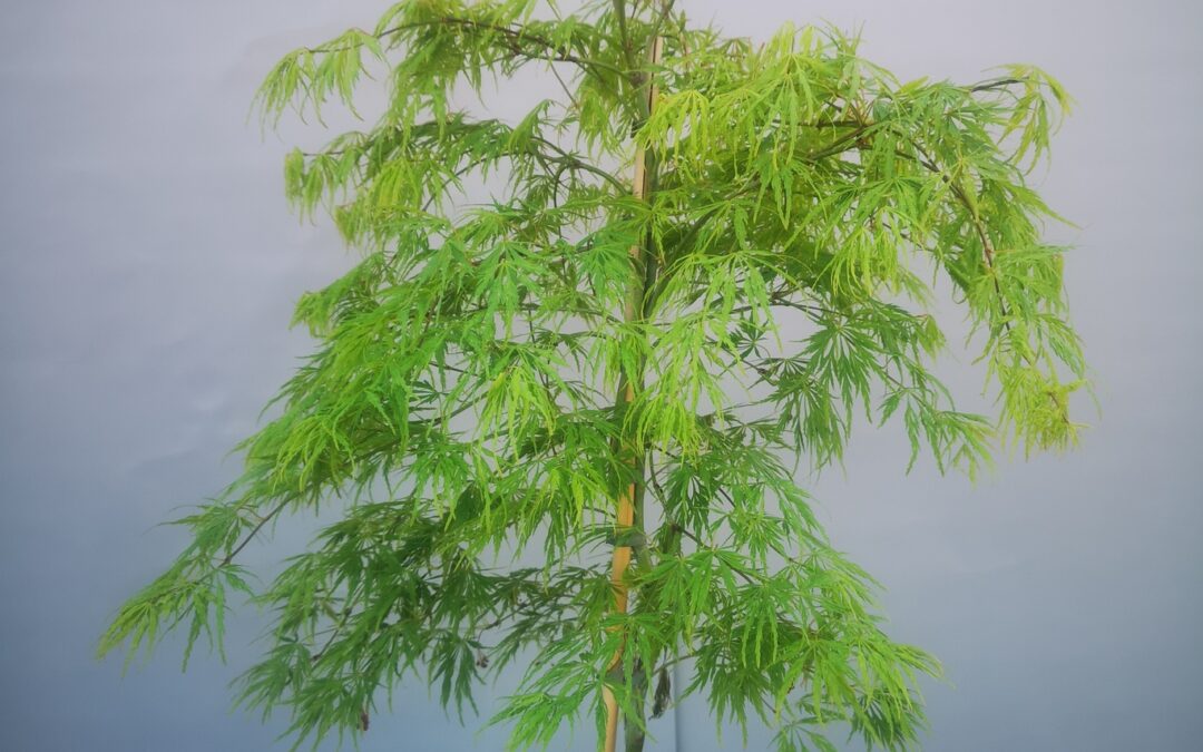 Acer pal. Dissectum