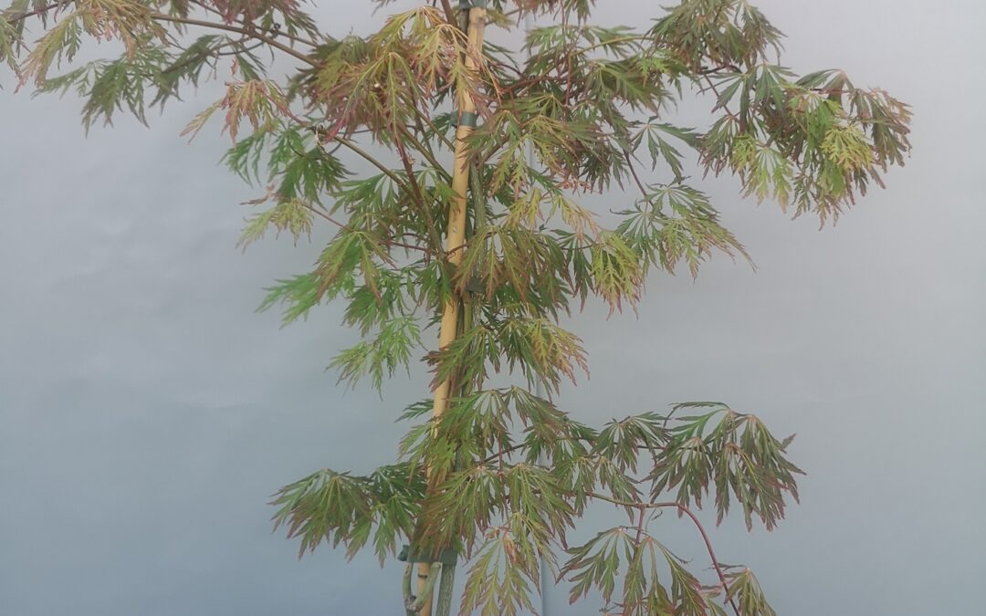 Acer pseud. Ice Dragon