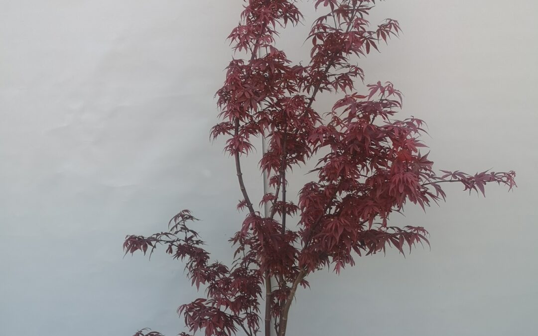 Acer pal. Skeeters Broom