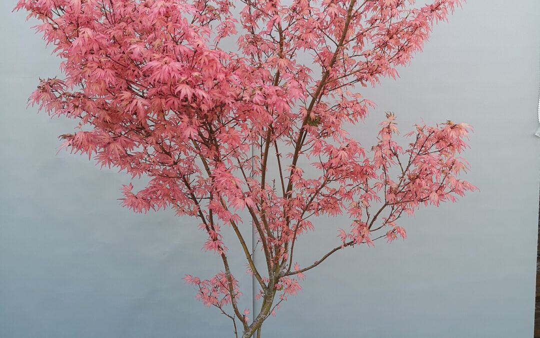 Acer pal. Taylor
