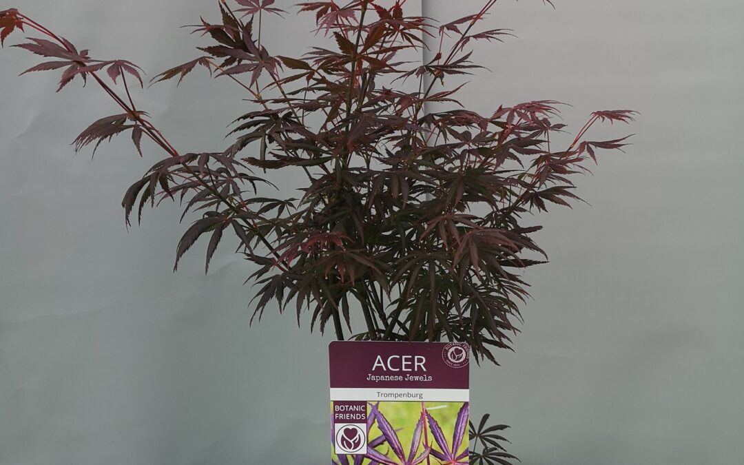 Acer pal. Tropenburg