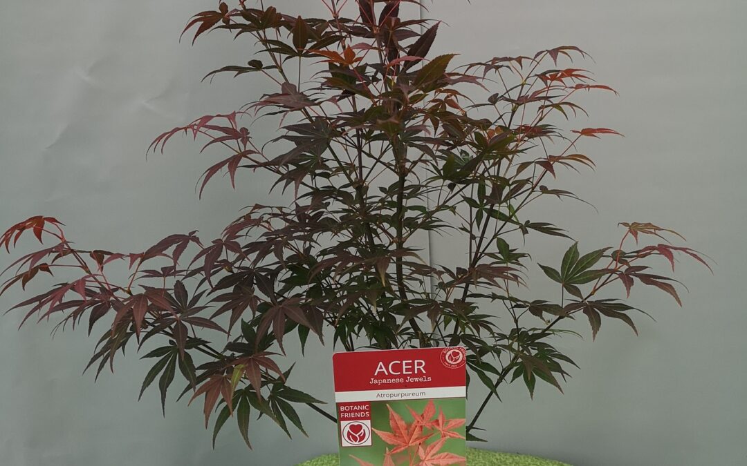 Acer pal. Atropurpureum