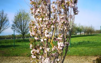 Prunus serr. Amanogawa