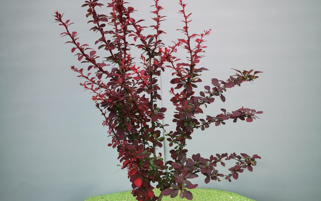 Berberis th. Atropurpurea