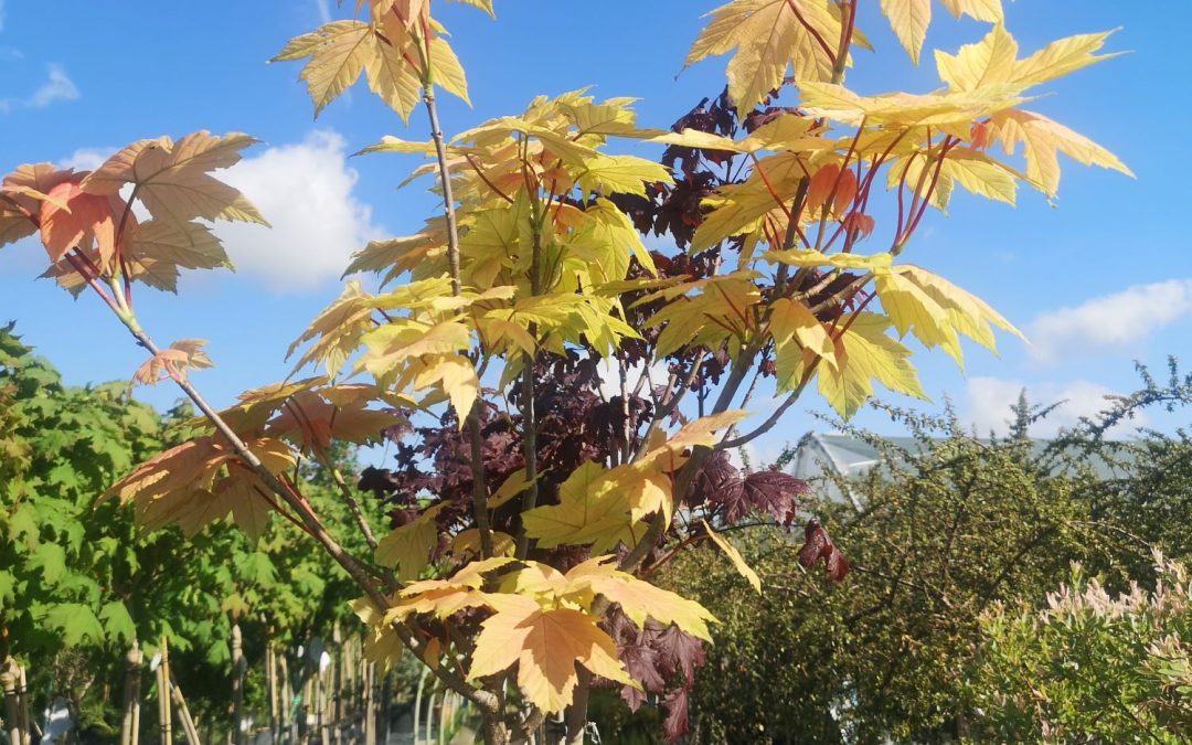 Acer brilliantissimum