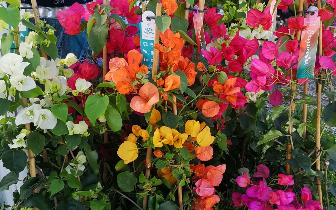 Bougainvillea