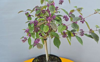 Callicarpa Profusion