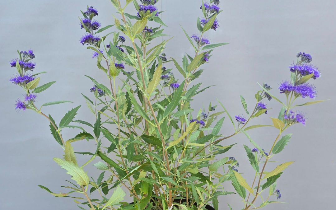Caryopteris Heavently Blue