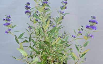 Caryopteris Heavently Blue