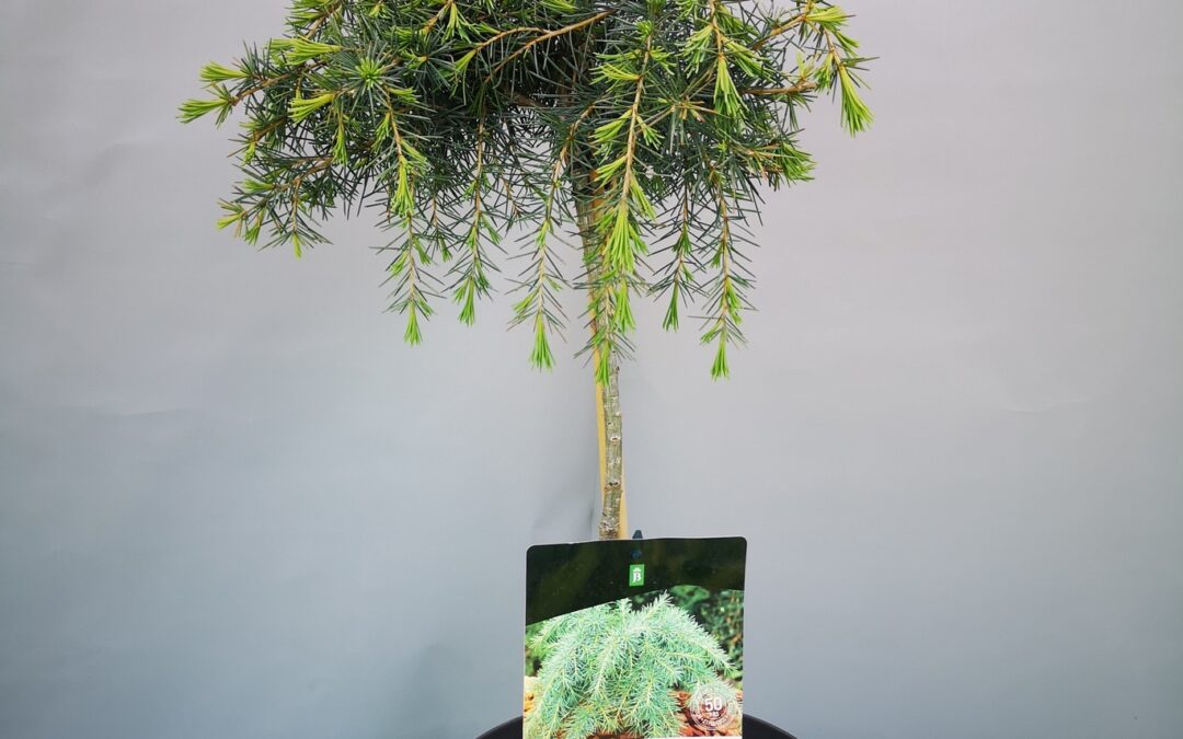 Cedrus Deodara Feeling Blue stamm 120 cm