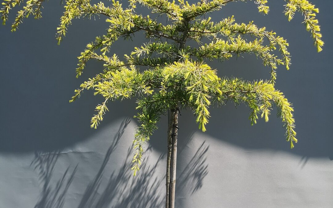 Cedrus Deodara Golden Horizont stamm 120 cm