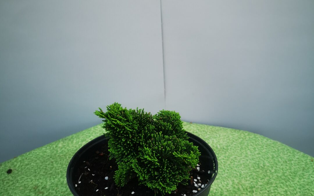 Chamaecyparis obtusa nana gracilis