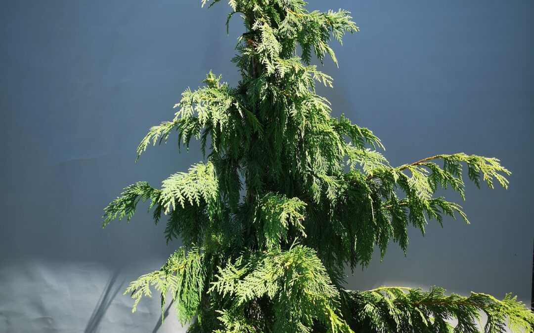 Chamaecyparis Nootkatensis Pendula