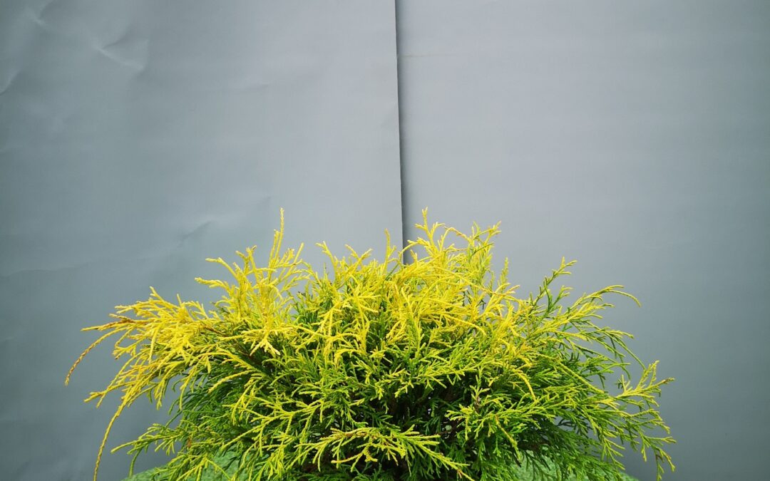 Chamaecyparis pisifera sungold