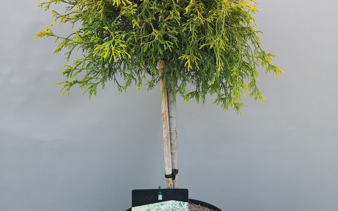 Chamaecyparis Pisifera sungold stamm