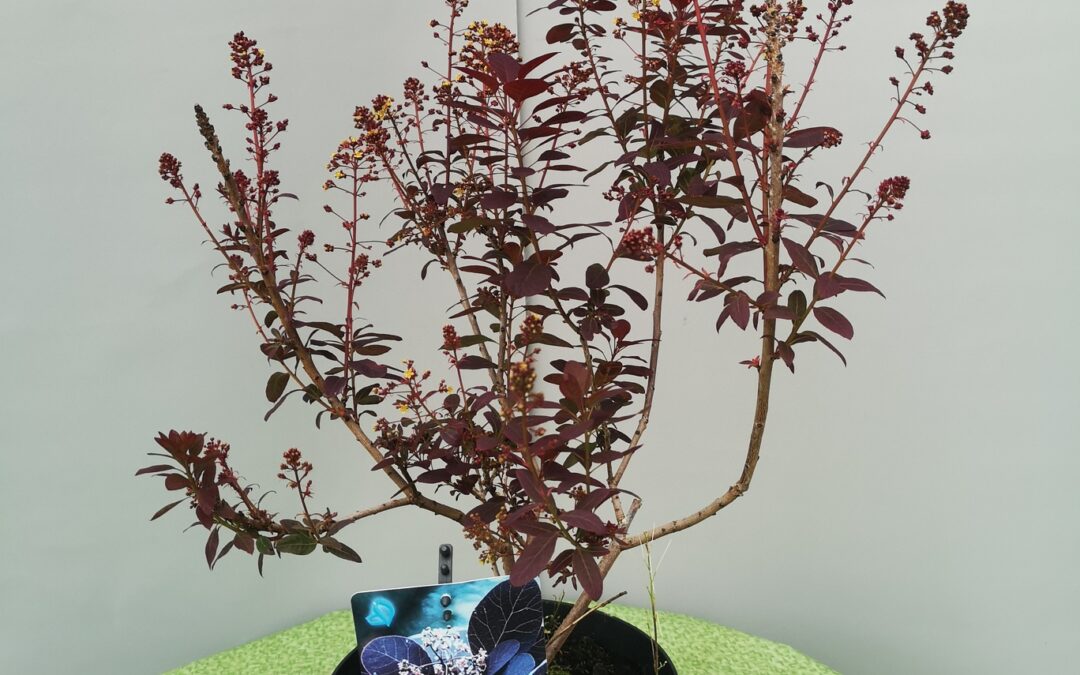 Cotinus Royal Purple