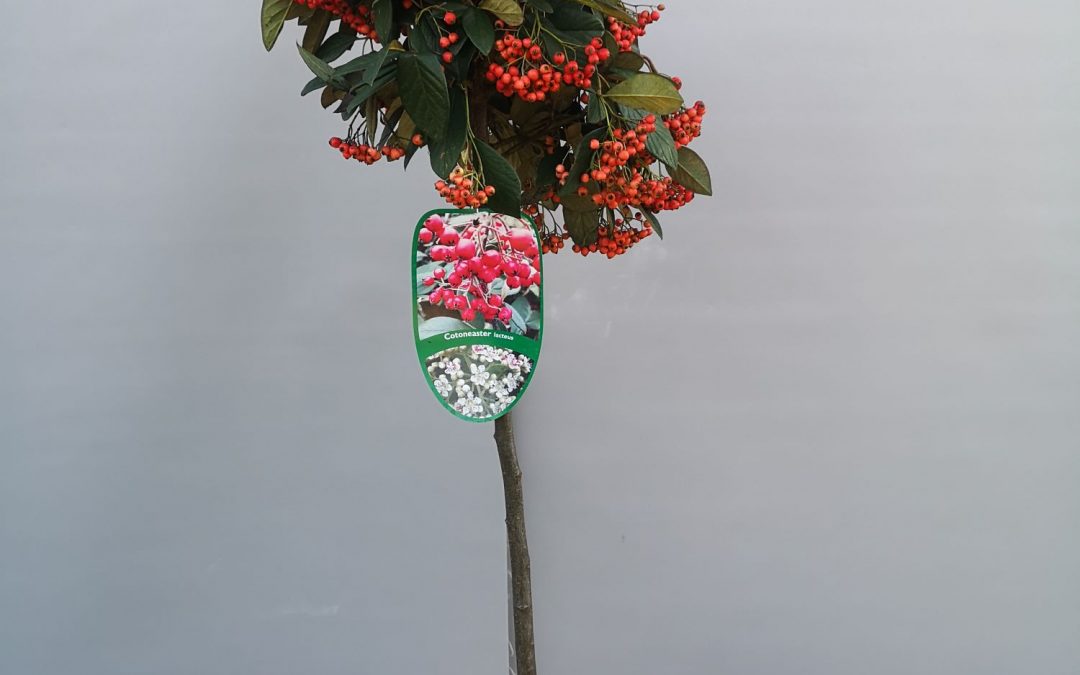 Cotoneaster lacteus