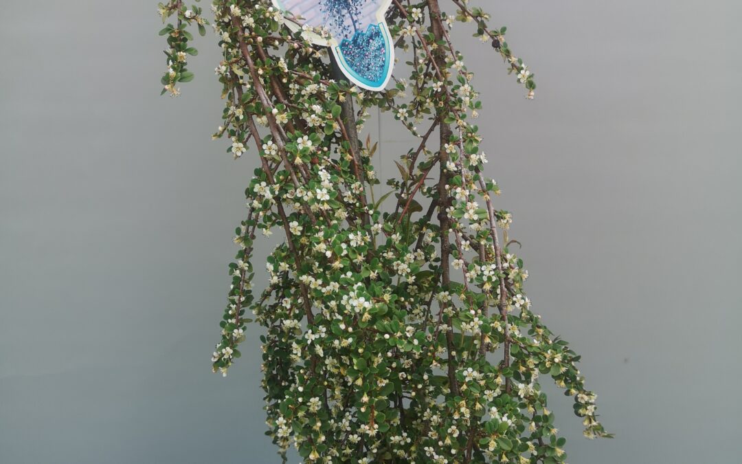 Cotoneaster Queen of Carpet