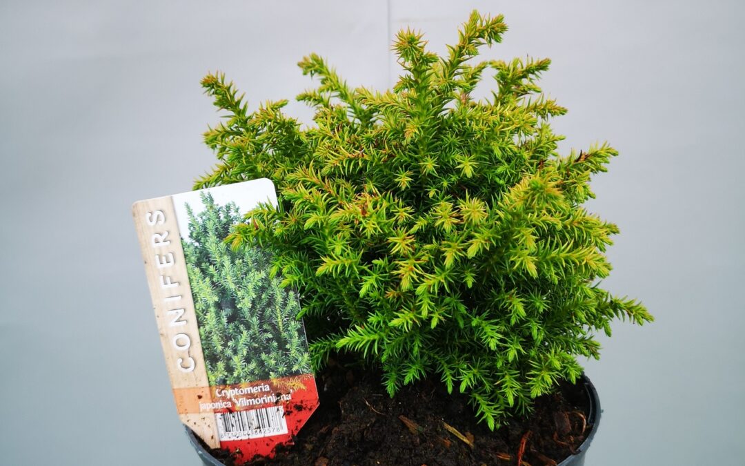 Cryptomeria vilmoriniana