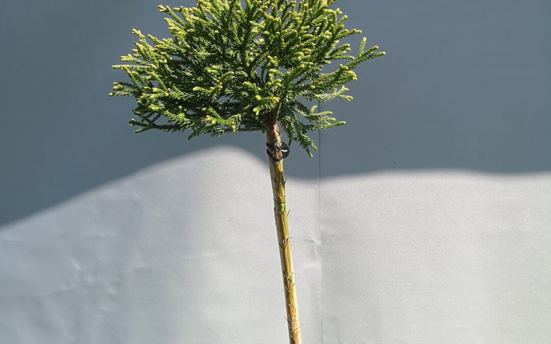 Cryptomeria little champion