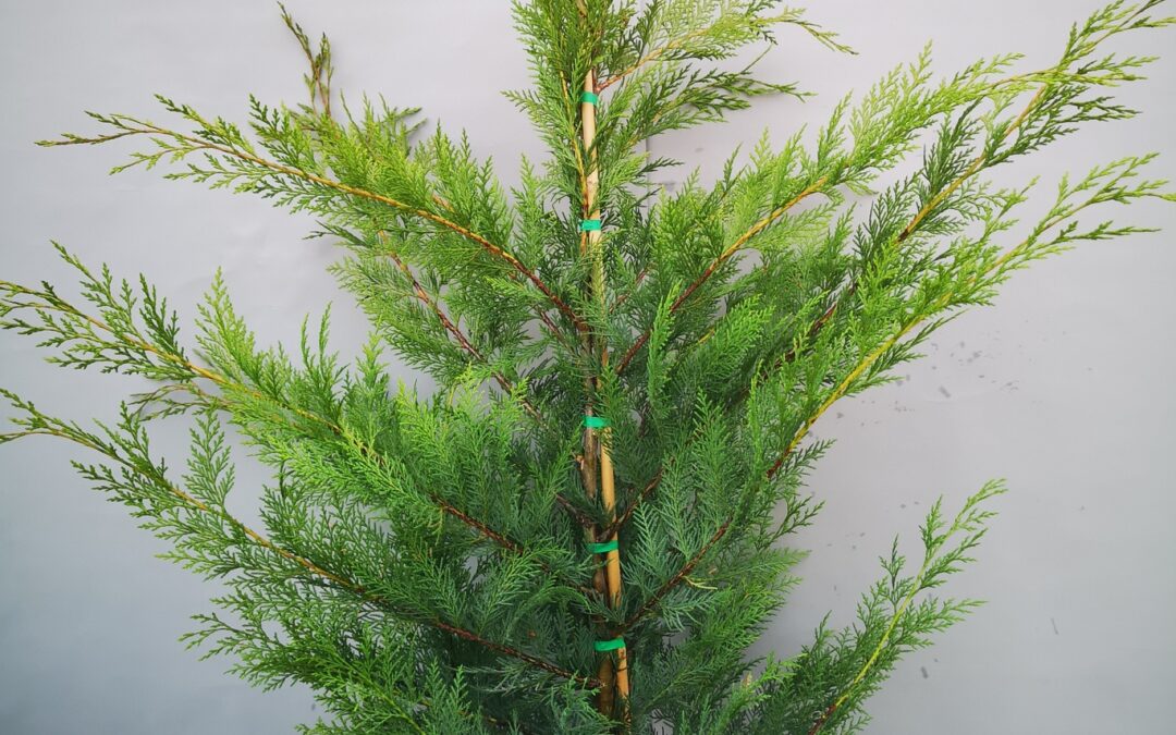 Cupressocyparis Leylandi