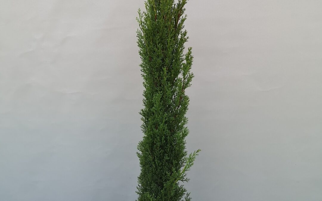 Cupressocyparis semp. “Totem”
