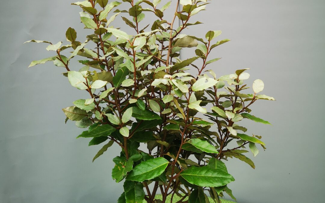 Eleagnus ebingei
