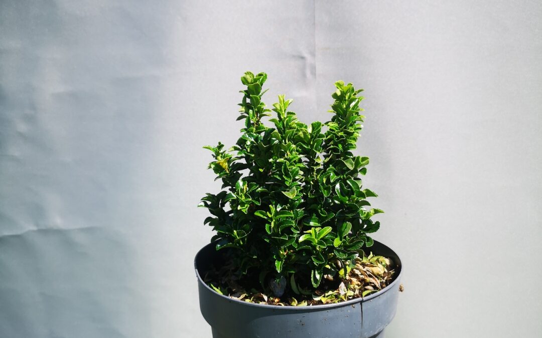 Euonimus jap. Green rocket