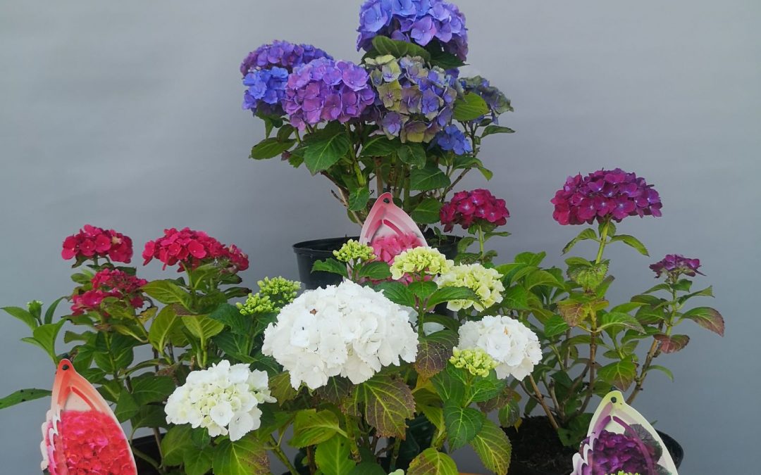 Hydrangea
