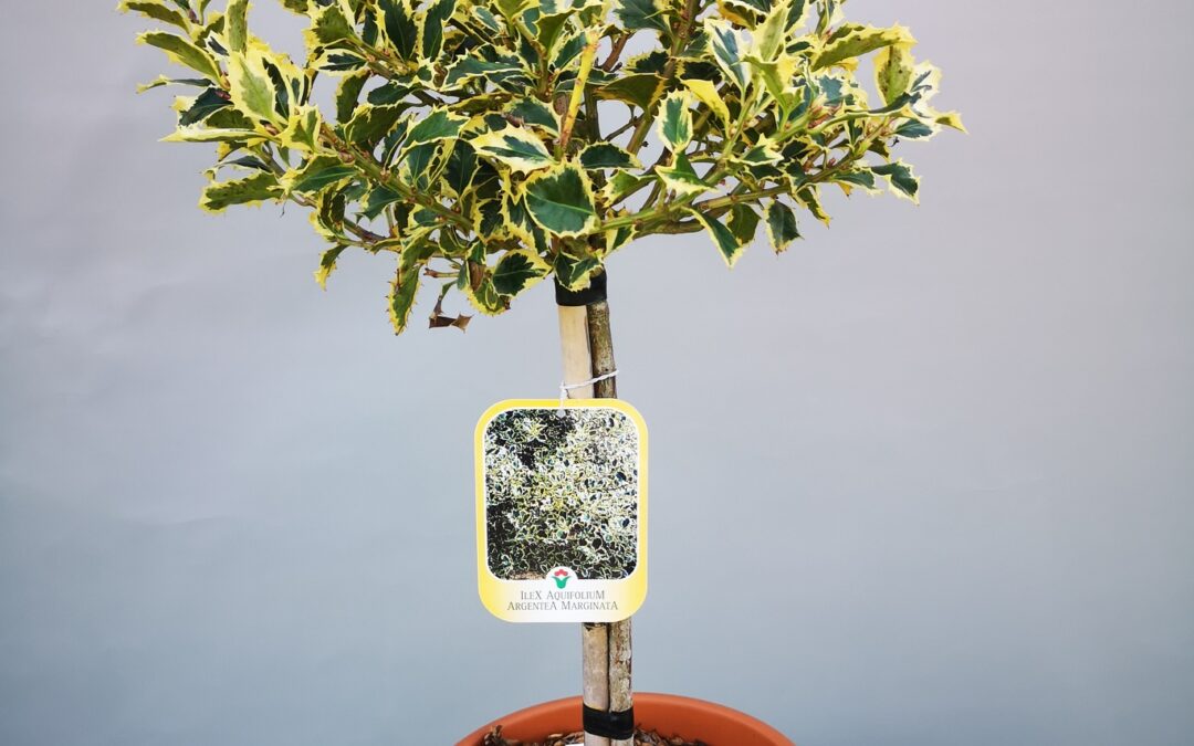 Ilex aq. Argentea marginata stamm