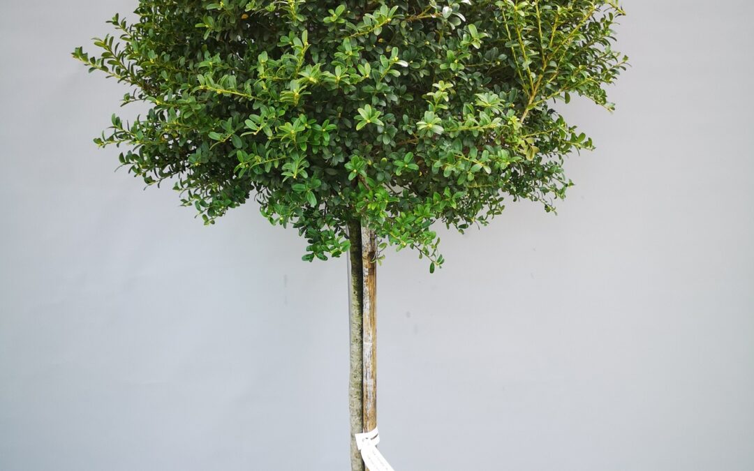 Ilex crenata stamm 50 cm
