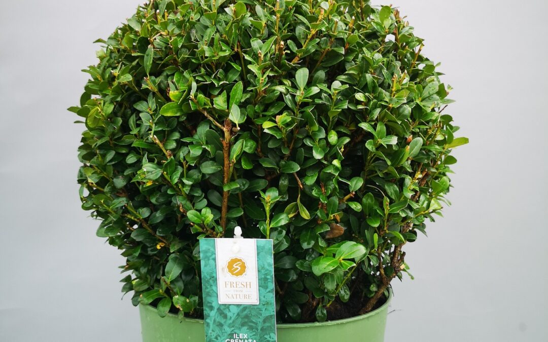 Ilex crenata dark green ball