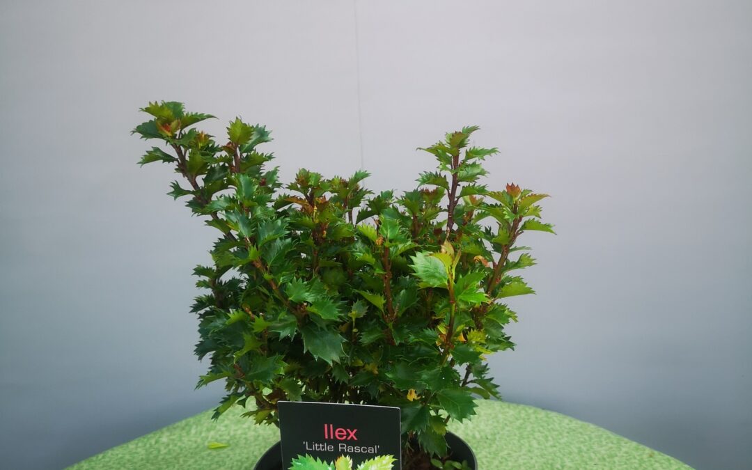 Ilex mes. Little Rascle
