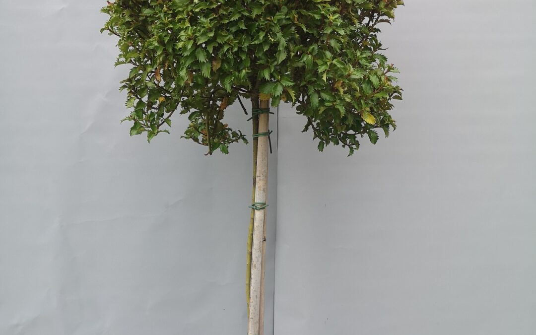 Ilex mes. Little Rascle stamm