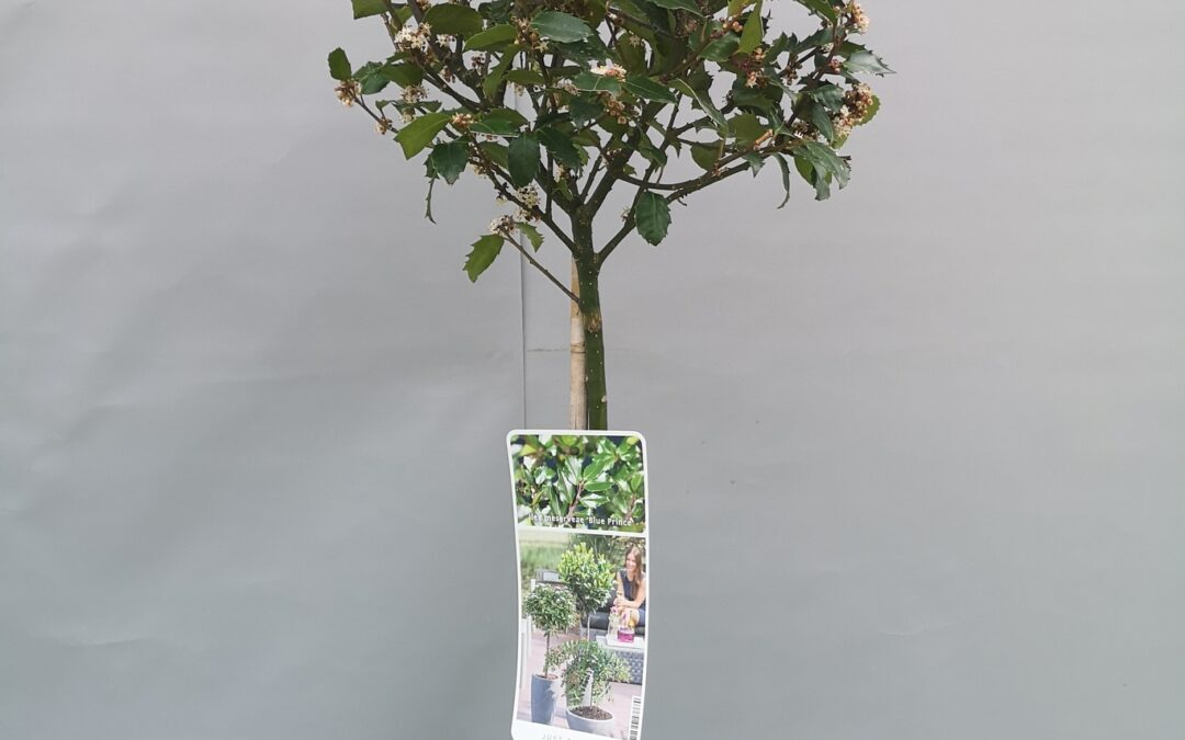 Ilex aq. Alaska, Blue prince, Blue maid  stamm