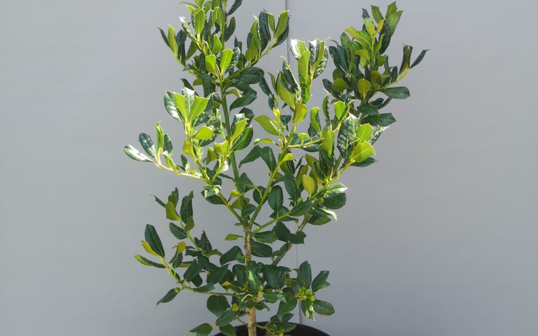 Ilex Alaska