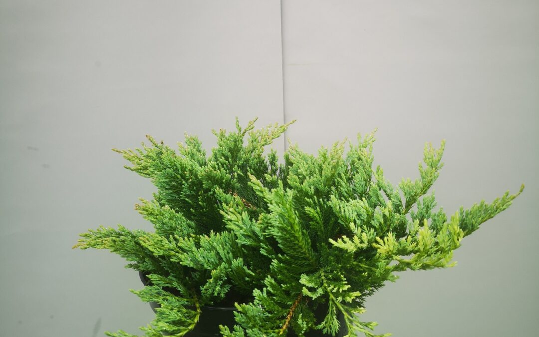 Juniperus hor. Blue chip
