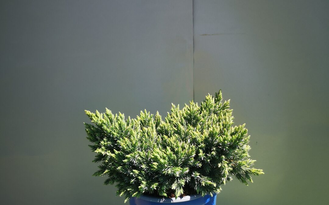 Juniperus sq. Blue star