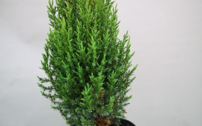 Juniperus chin Stricta
