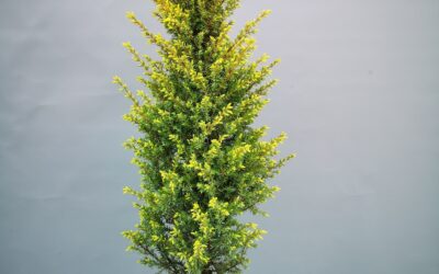 Juniperus com. Gold cone