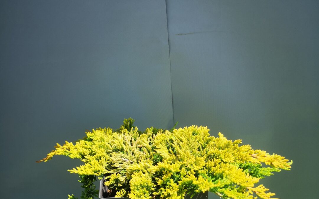 Juniperus hor. Golden carpet