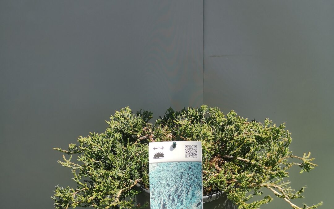 Juniperus hor. Wiltonii