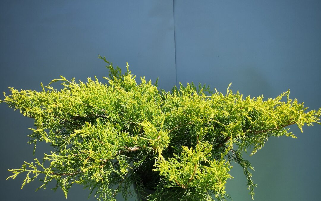 Juniperus fitz.. Old gold