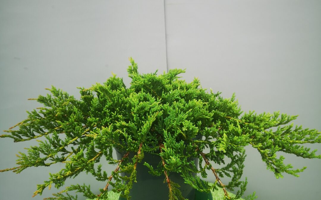 Juniperus hor. Prince of Wales
