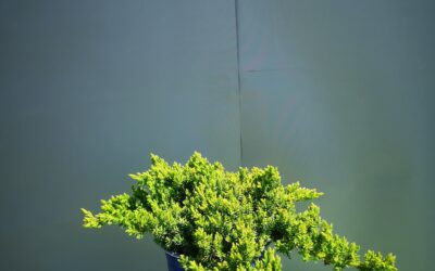 Juniperus Procumbens nana