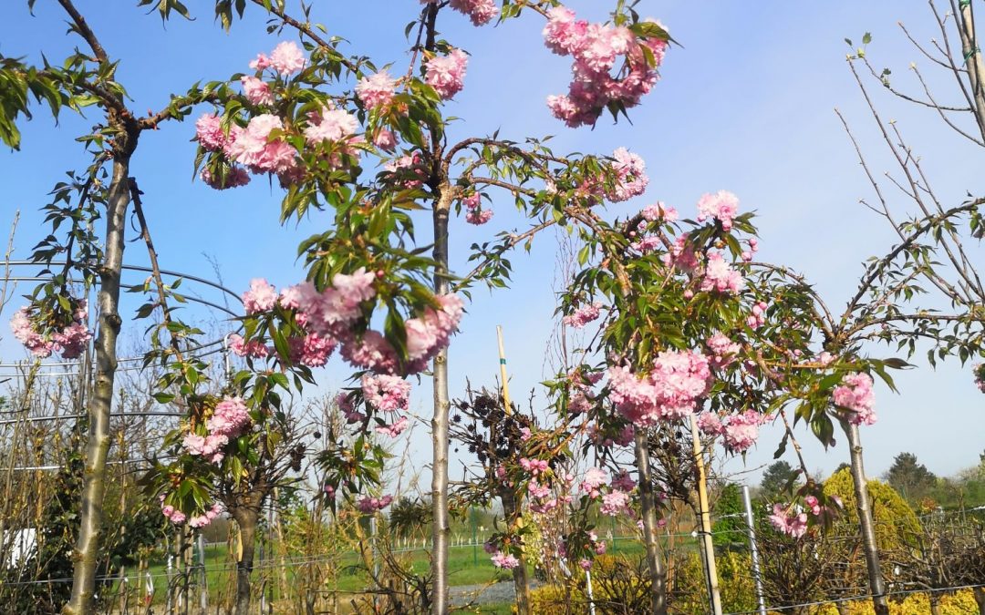 Prunus serr. Kiku shidare
