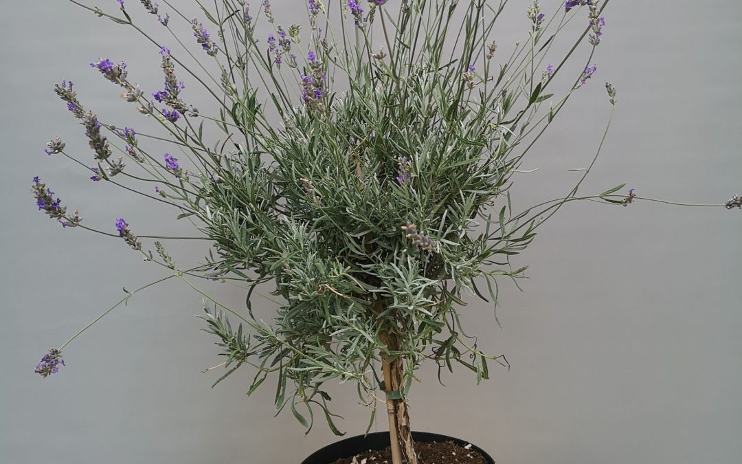 Lavanda stamm