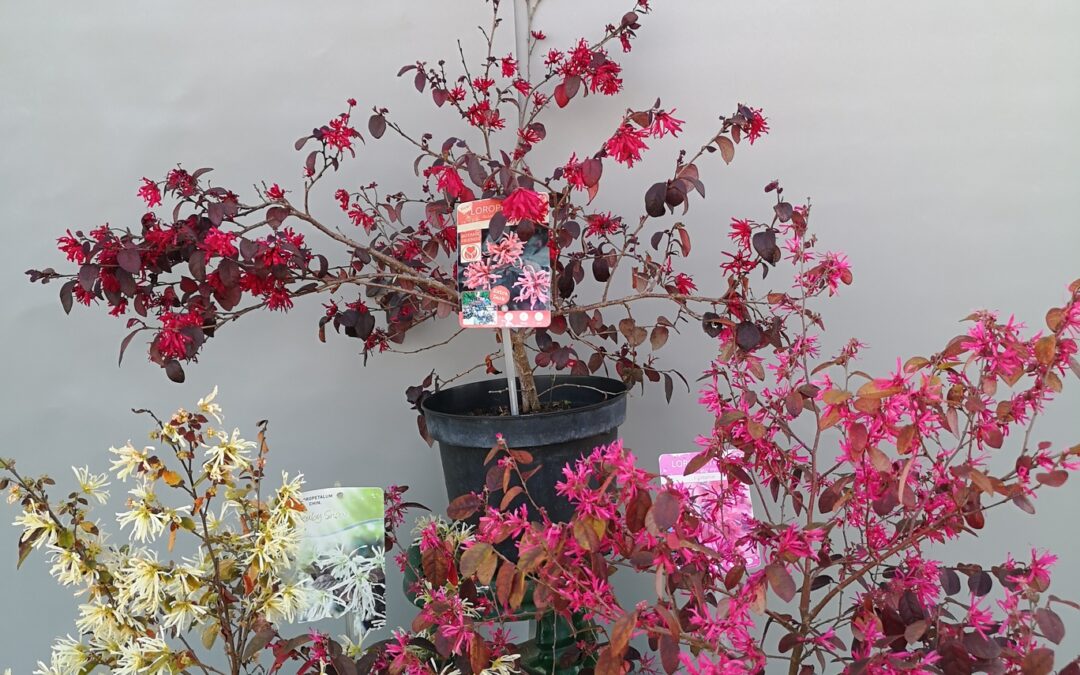 Loropetalum